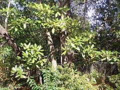 Magnolia grandiflora