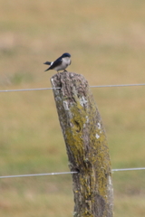 Tachycineta leucopyga