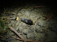 Gelidea torrida