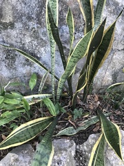 Sansevieria