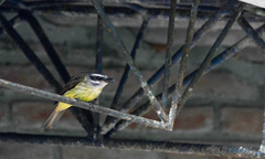 Myiodynastes hemichrysus