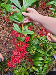Clerodendrum indicum