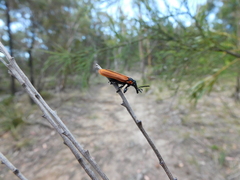 Rhinotia haemoptera