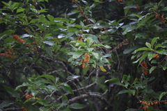 Iochroma arborescens