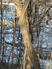 Carpinus caroliniana