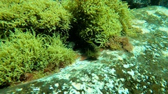 Ophioblennius atlanticus