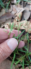 Poa annua