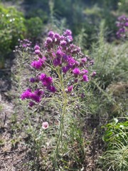 Vernonanthura nudiflora