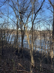 Carpinus caroliniana