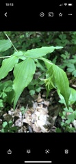 Prosartes lanuginosa