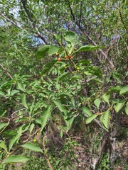 Vassobia breviflora