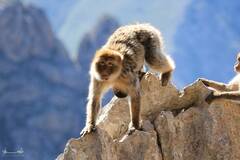Macaca sylvanus