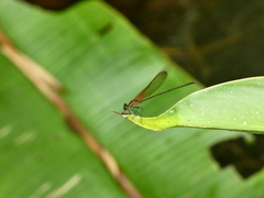 Hetaerina occisa