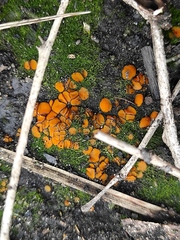 Pyronemataceae