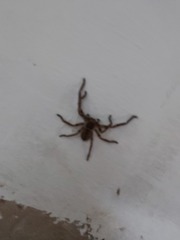 Polybetes pythagoricus