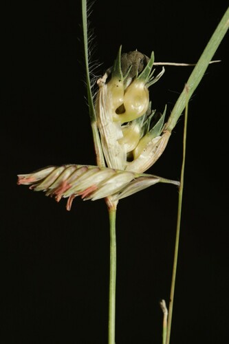 Representative image of Tilletiaceae