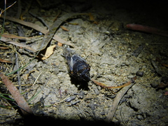 Gelidea torrida