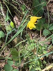 Calochortus amabilis