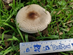 Macrolepiota