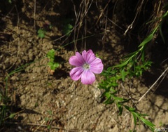 Linum viscosum