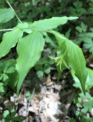 Prosartes lanuginosa