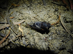 Gelidea torrida