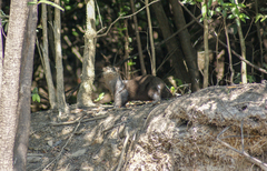 Lontra longicaudis