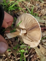 Macrolepiota