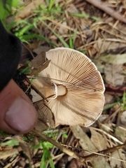 Macrolepiota