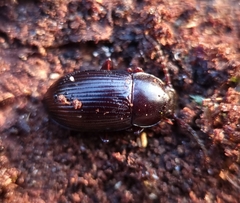 Nalassus dermestoides