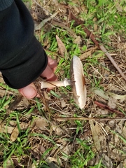 Macrolepiota