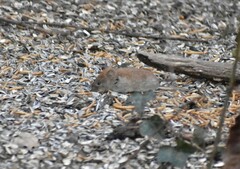 Clethrionomys glareolus