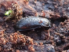 Nalassus dermestoides