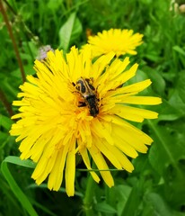 Brachyta interrogationis