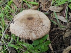 Macrolepiota