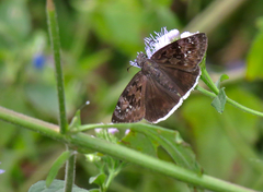 Erynnis tristis