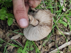Macrolepiota