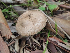 Macrolepiota