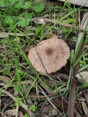 Macrolepiota