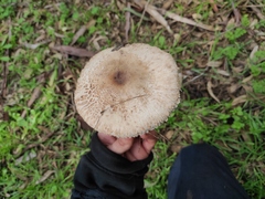 Macrolepiota