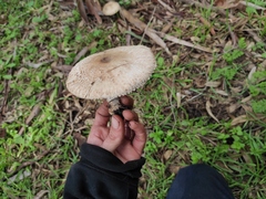 Macrolepiota