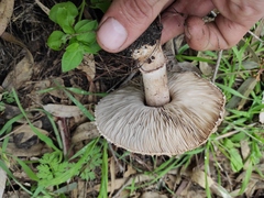 Macrolepiota