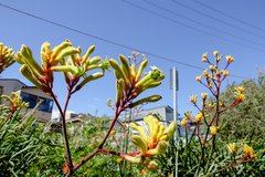 Anigozanthos flavidus