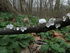 Trametes conchifer