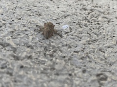 Aetalion reticulatum