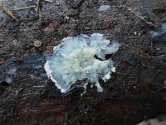 Polyporales