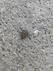 Aetalion reticulatum