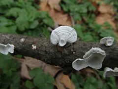 Trametes conchifer