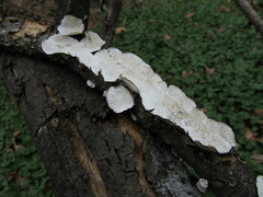 Trametes conchifer