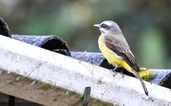 Myiodynastes hemichrysus